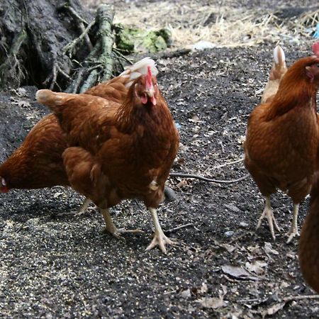 Ferienhof Wroge Wietzendorf Exteriör bild